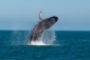 202910 baleia travessias